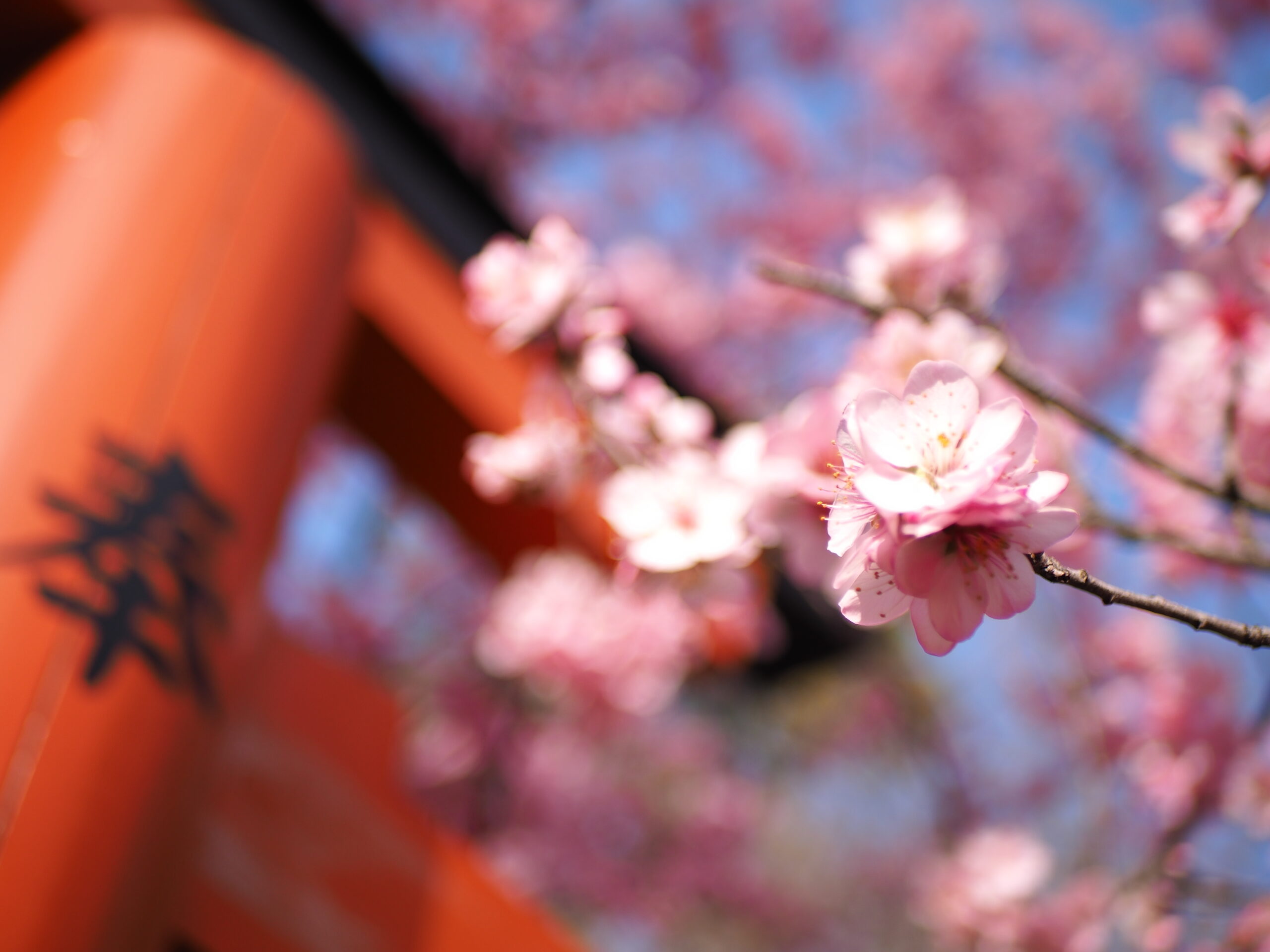 開花 予想 2021 京都 桜 京都 桜の名所・開花状況「桜だより」｜【京都市公式】京都観光Navi