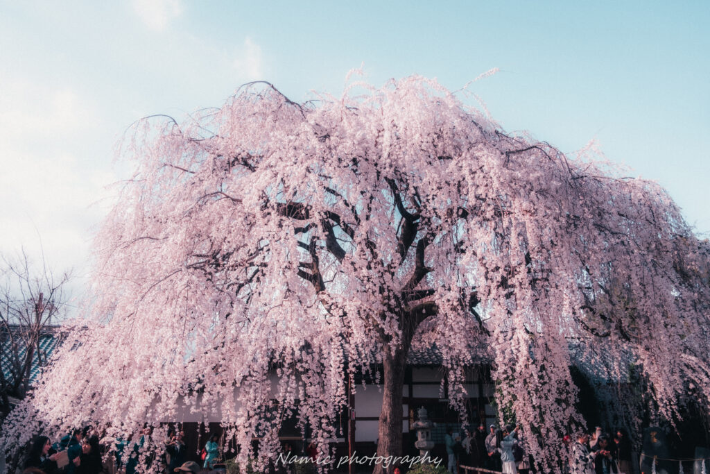 測光で撮影した本満寺のしだれ桜